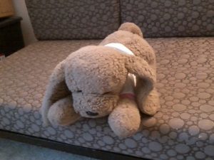 Applesauce the Dog, alive and well 28 years later!