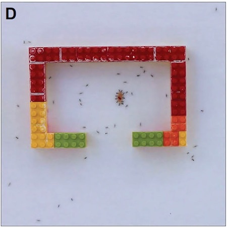 ant-legos1