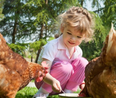 Girl feeding chickens
