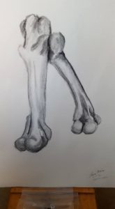 My attempt at drawing bones while my phone was blowing up with Happy Birthday wishes from everyone. 