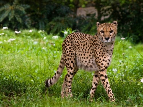 cheetah