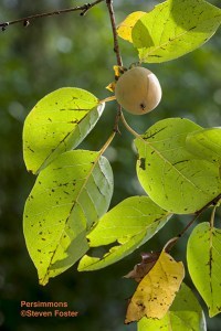 Diospyros virginiana, persimmon