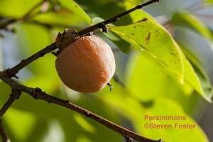 Diospyros virginiana, persimmon