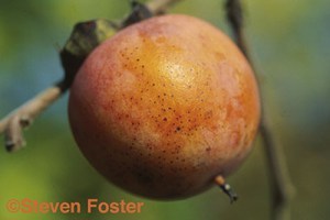 Diospyros virginiana, persimmon