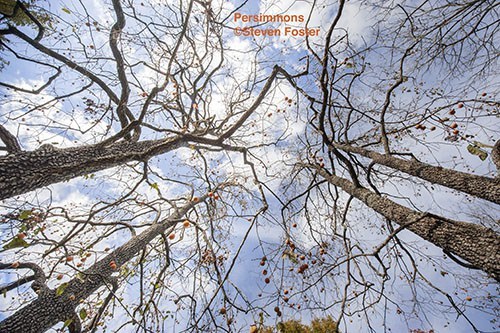 Diospyros virginiana, persimmon