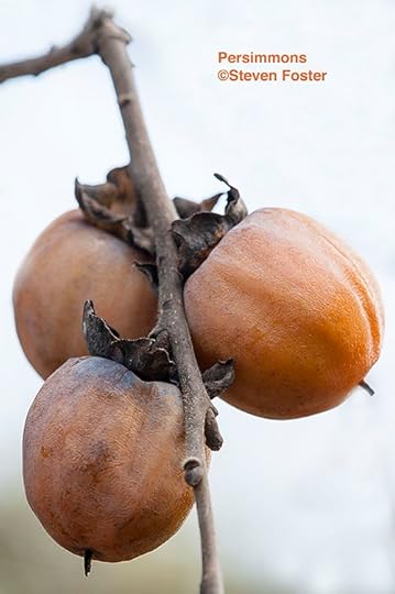 Diospyros virginiana, persimmon