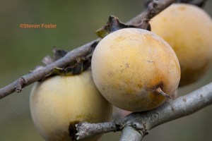 Diospyros virginiana, persimmon