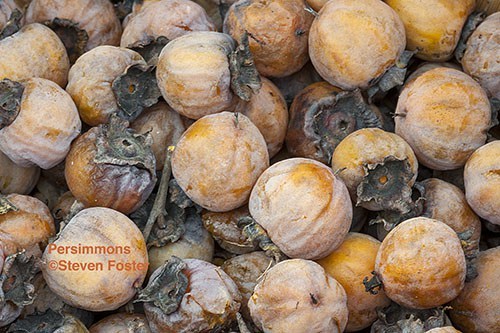 Diospyros virginiana, persimmon