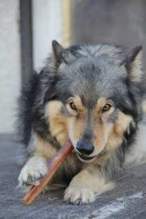 bully stick 3 smaller
