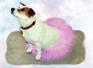 Lucy Vampoosy in a tutu