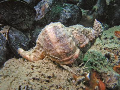 hexaplex