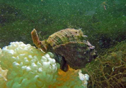 Murex spawning
