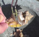 Initial puncture