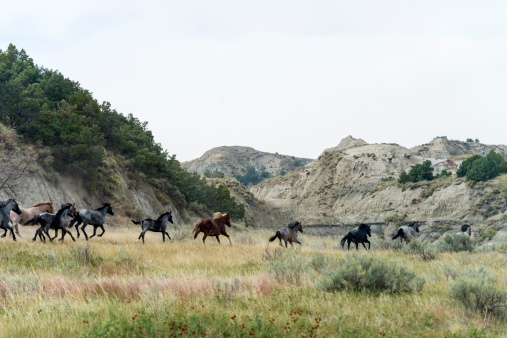 Wild Horse Herd stampeding