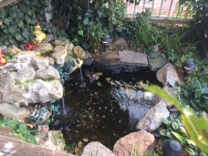fish-pond-photo