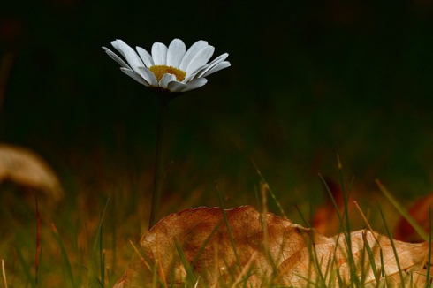 80958-single-flower