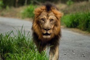 lion-image