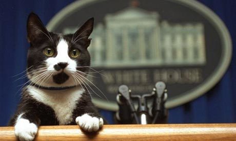 president-cat