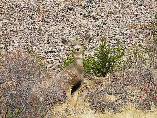 Mule Deer, Victor CO