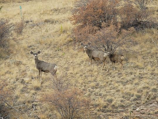 Mule Deer, Victor CO