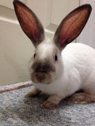 Baby Tully won my heart with this picture. Look at those ears!