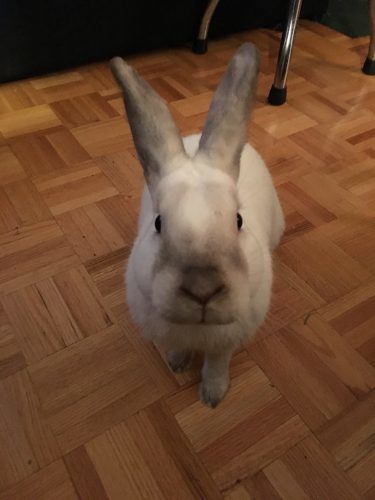 Tully would like me to pet him. All the time.