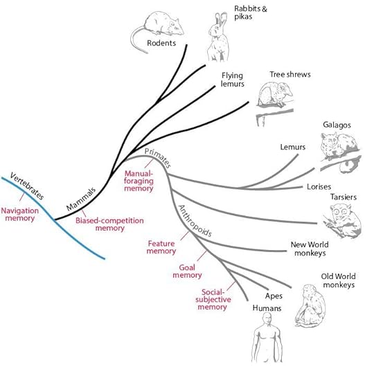 Intracortical microstimulation maps of motor, somatosensory, and posterior parietal cortex in tree shrews (Tupaia belangeri) reveal complex movement representations