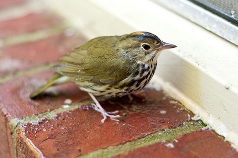 Photo: How to prevent bird window strikes