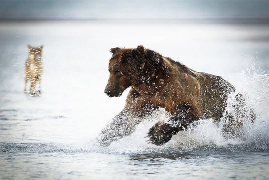 As a brown bear lunges for fish, a gray wolf waits for scraps in Alaska's Katmai National Park. (Photo: Christopher Dodds/Barcroft Media/Getty Images)