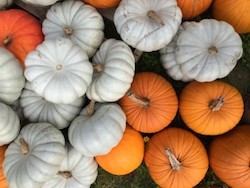 ubcfarmpumpkins-360x270