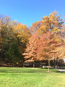Autumn tree