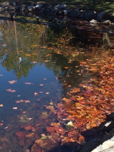 Leaves on water