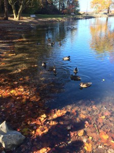 Ducks approach