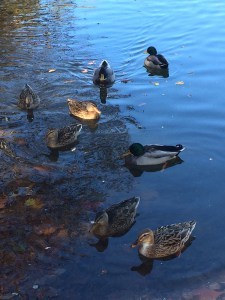 Ducks wait