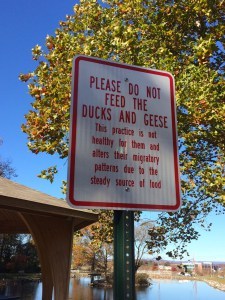 Feeding ducks prohibited