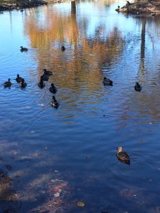 Disappointed ducks