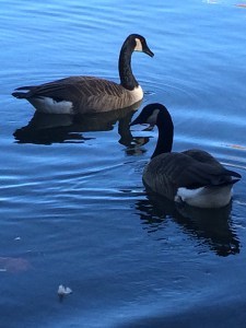 Snow geese