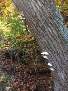 Turkey tails