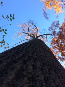 Up the trunk