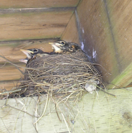 Baby Robins, 2012