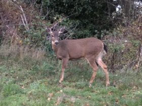Deer on the way to Port Townsend