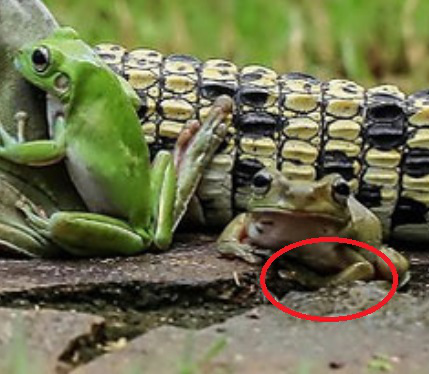 frog-2