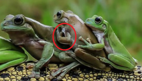 frog-1