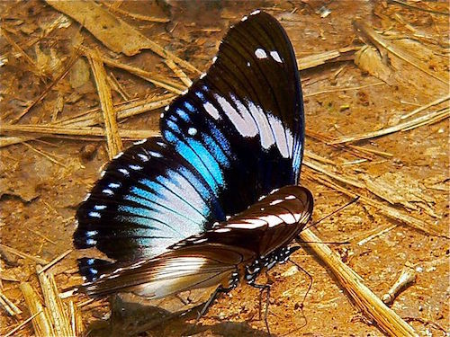 Blue_Diadem_(Hypolimnas_salmacis)_(7700011516).jpg