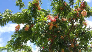 Flowertree