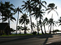 Palm-trees-02-01