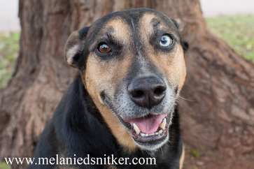 Photography: Fall Pet Pictures by Melanie D. Snitker