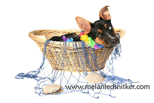 Photography: Fall Pet Pictures by Melanie D. Snitker