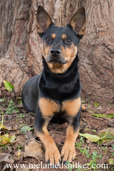 Photography: Fall Pet Pictures by Melanie D. Snitker