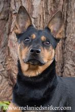 Photography: Fall Pet Pictures by Melanie D. Snitker